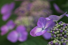 Purple Rain