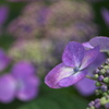 Purple Rain