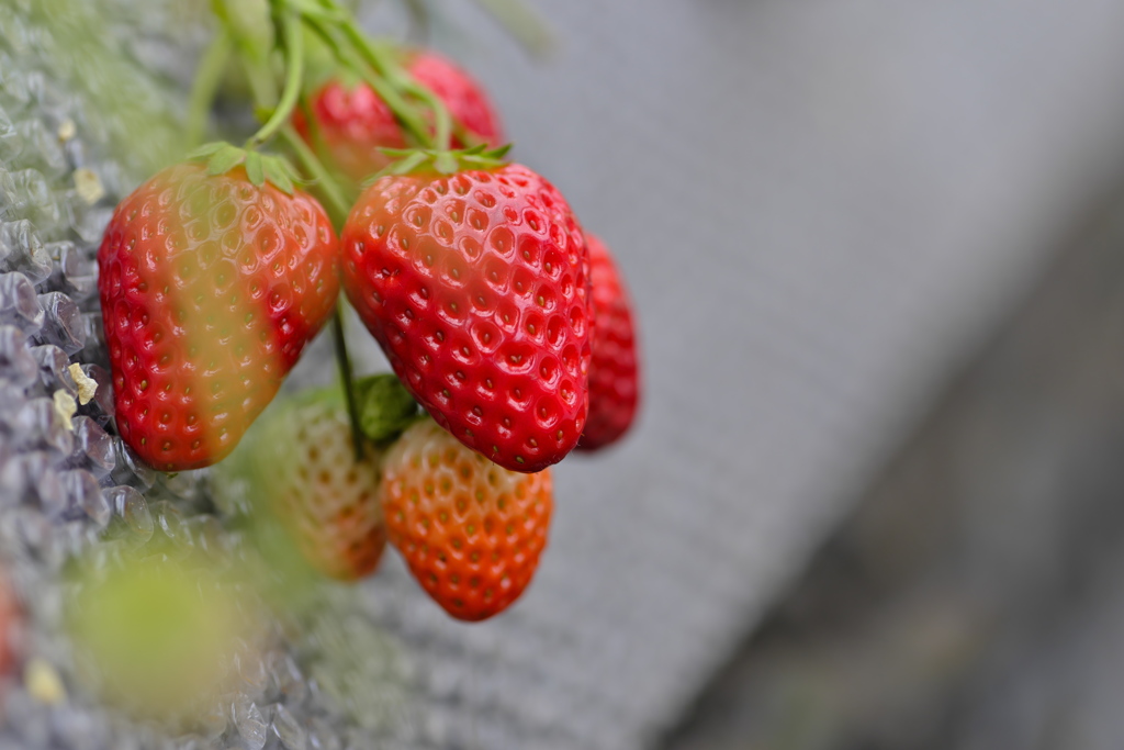 strawberry picking