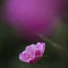 La vie en rose？