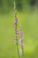 spiral pink