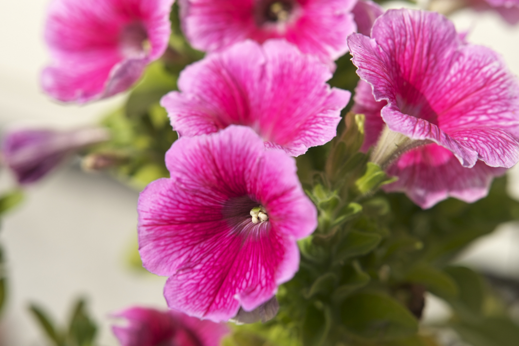 わが家のピンク