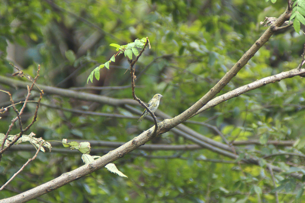 マヒワの女の子です。