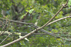 マヒワの女の子です。