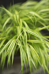 Thin green Leaf Ⅱ