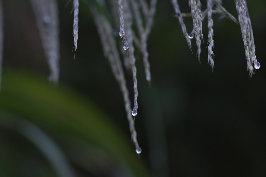 秋雨
