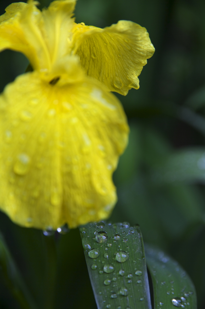 雨上がり黄菖蒲