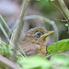 雛はカワイイんだけどな～