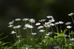 花咲き