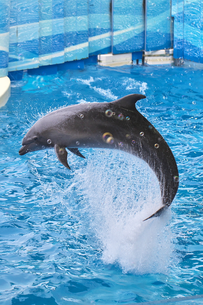 dream dolphin