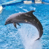 dream dolphin