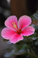 Hibiscus