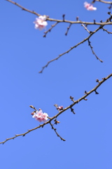 お寒む～御座います