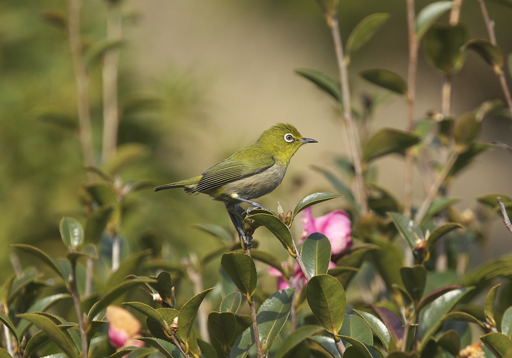 試し鳥(^^ゞ