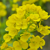 菜の花 