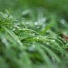 雨上がって