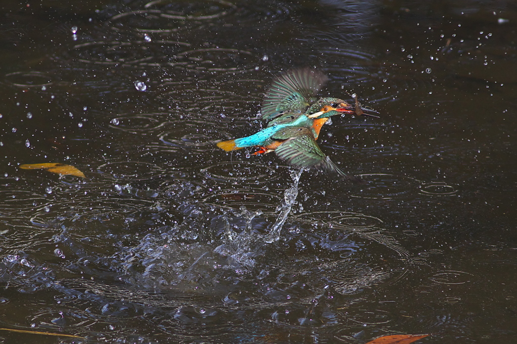 2013初カワ２