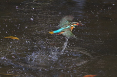 2013初カワ２