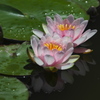 睡蓮2013