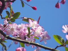 花海棠