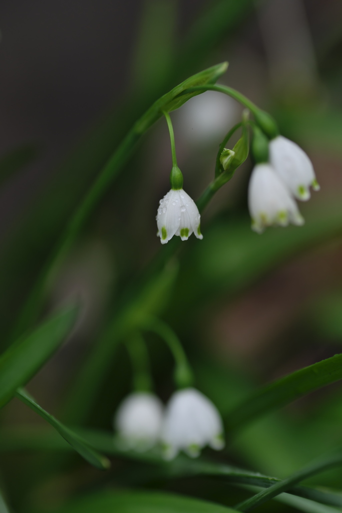 花露