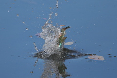 水に擁かれて 3