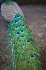 peacock collar