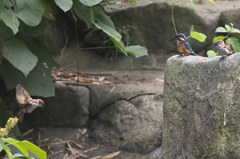 カワちゃん怒るの巻き　弐