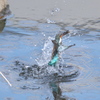 水に擁かれて5