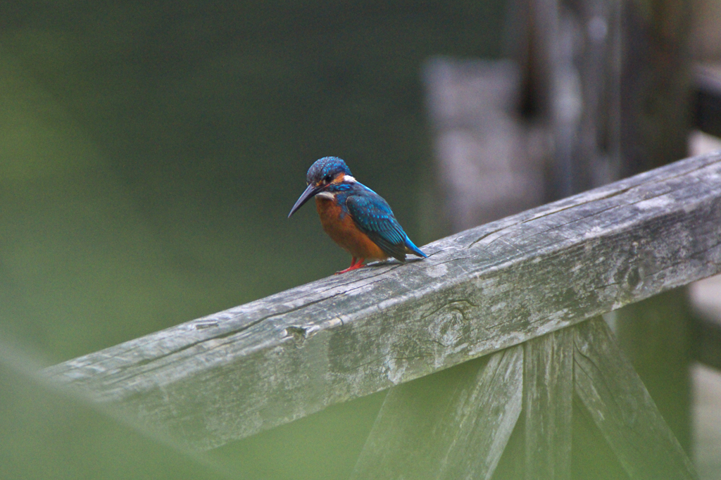 抜き足差し足忍び足