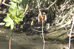 蜂のように刺す