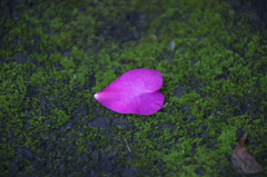 Pink Heart