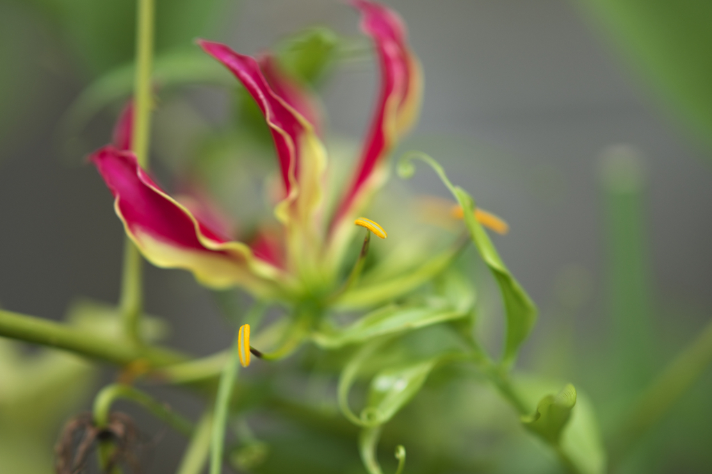 ピント確認・・・ヨシ！