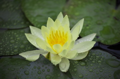 雨に輝く１