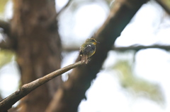 ？？何鳥さん？