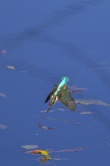 BLUE in BLUE 