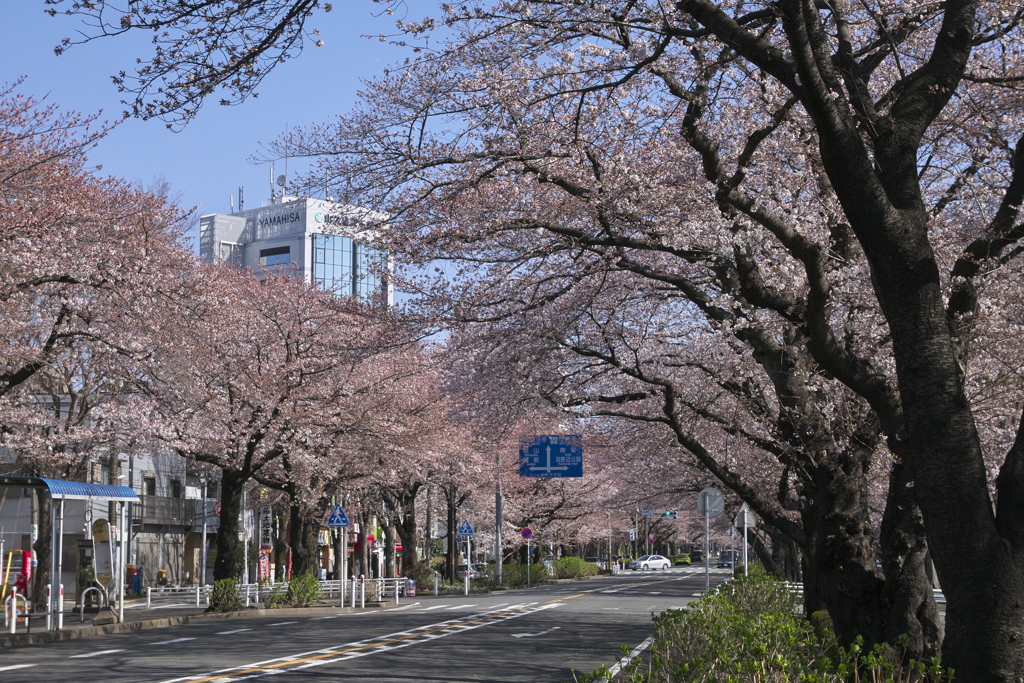 桜並木