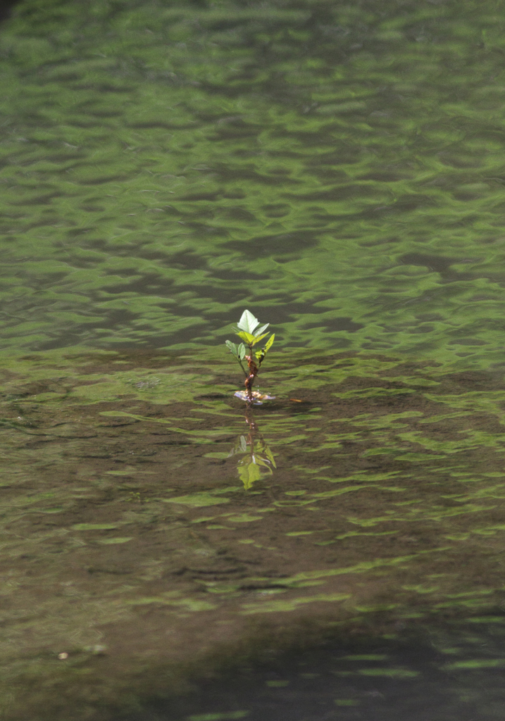 芽吹き