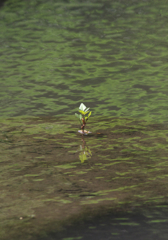 芽吹き