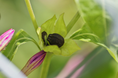 Four o'clock seeds