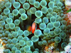 Oneband anemonefish