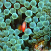 Oneband anemonefish