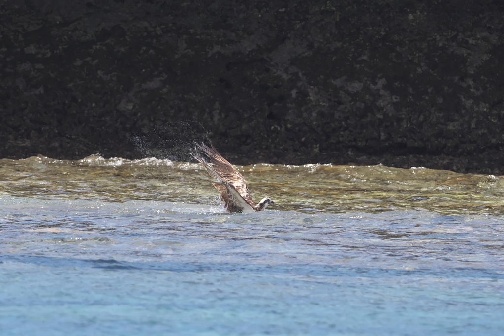 南の島のミサゴン1