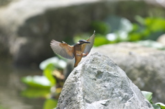 カワちゃん最高！！