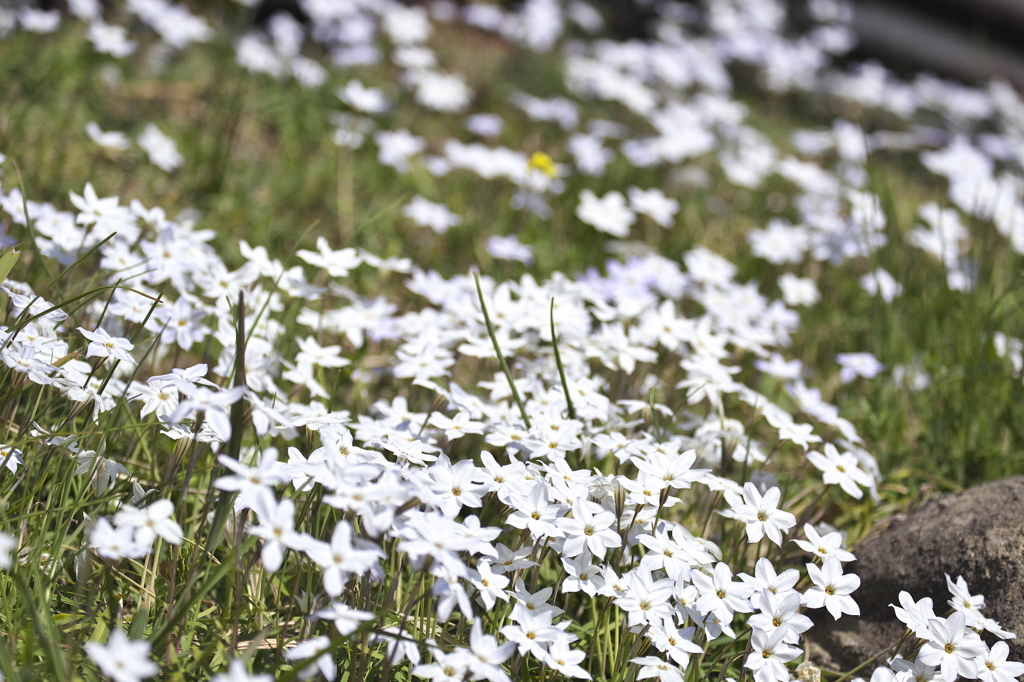 spring star flower