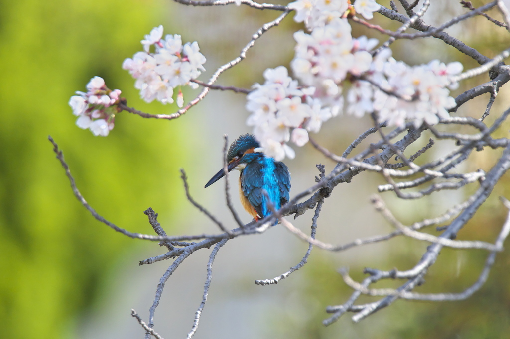 桜陰