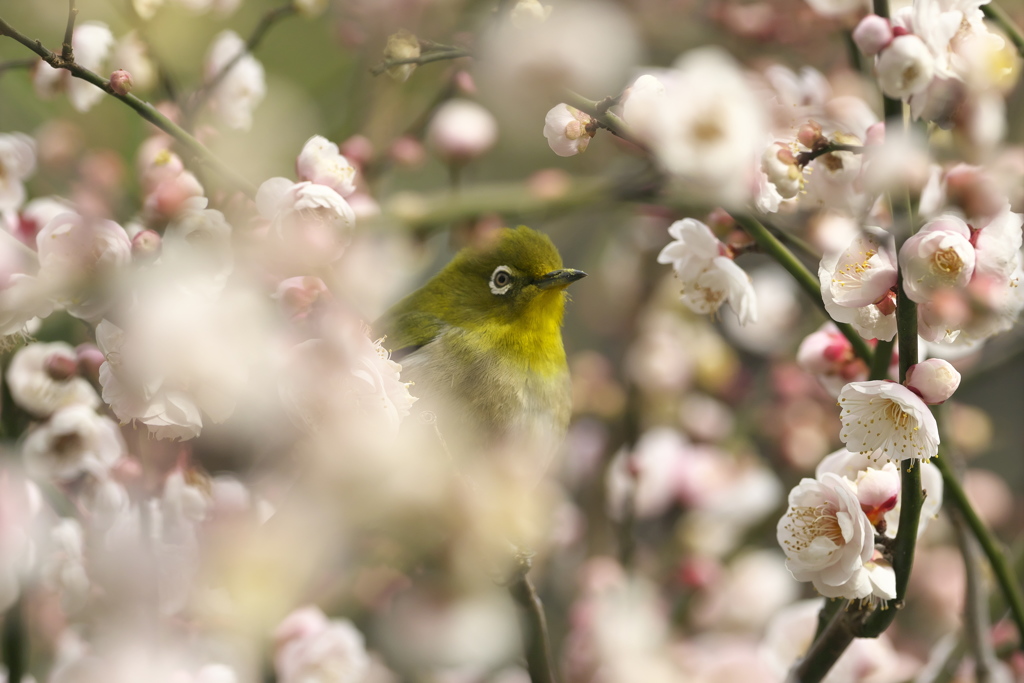 ウメジローVer.Bokeh
