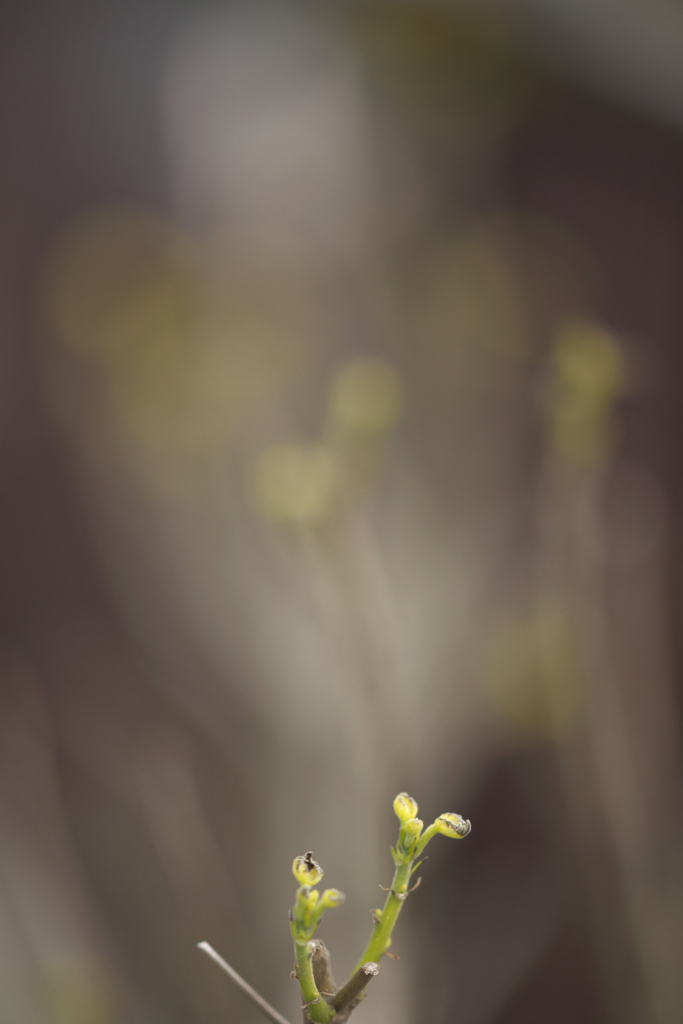 新芽