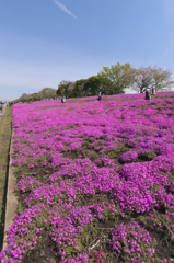 ピンクの花道