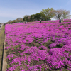 ピンクの花道